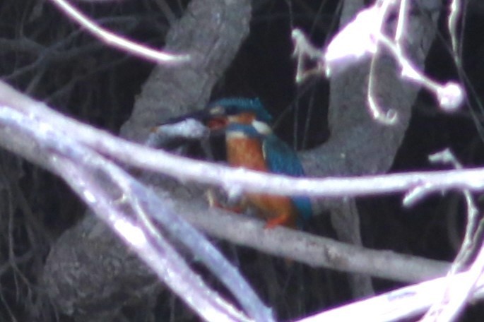 Common Kingfisher - ML613789235