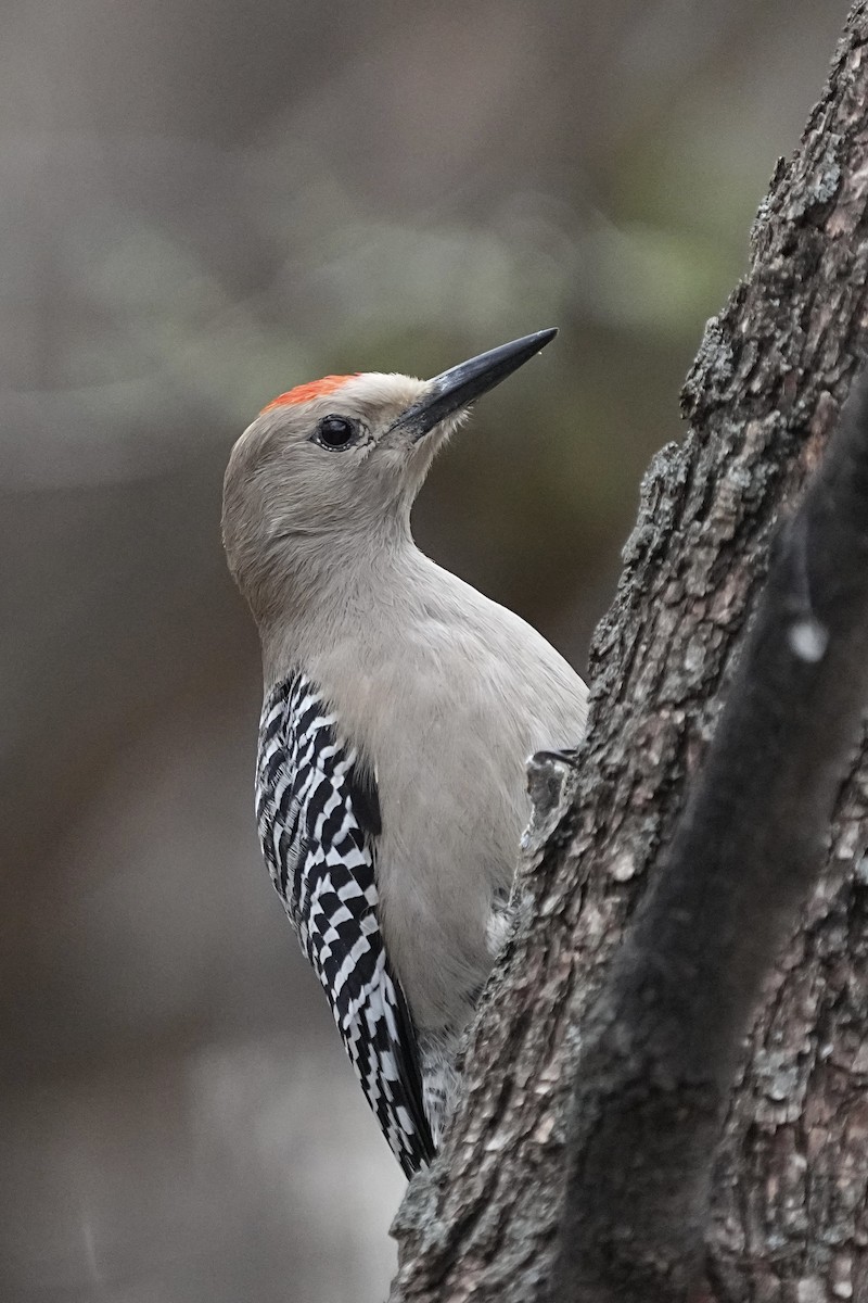Gila Woodpecker - ML613789424