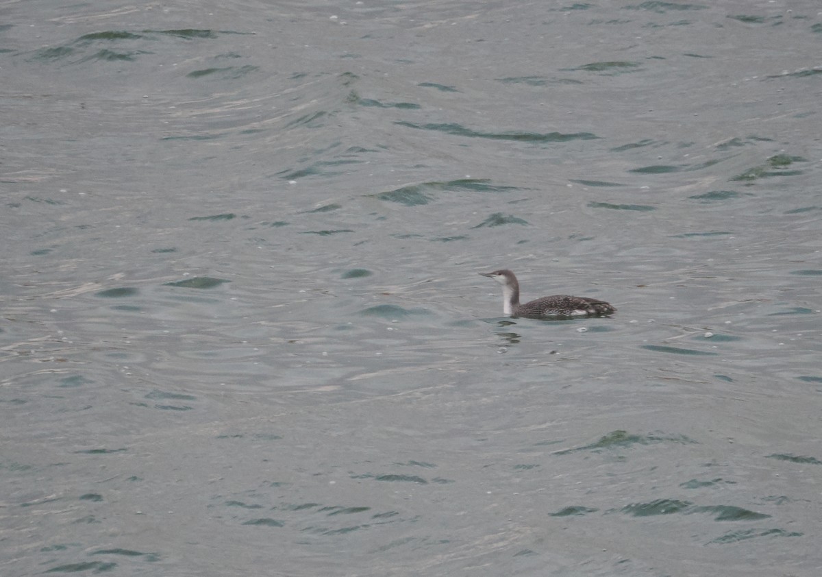 Red-throated Loon - ML613789473