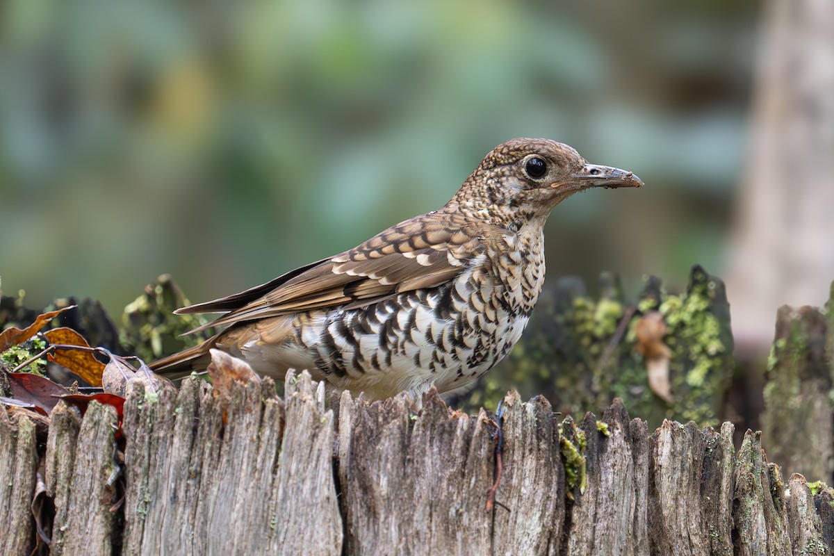 Russet-tailed Thrush - Peter Sternes