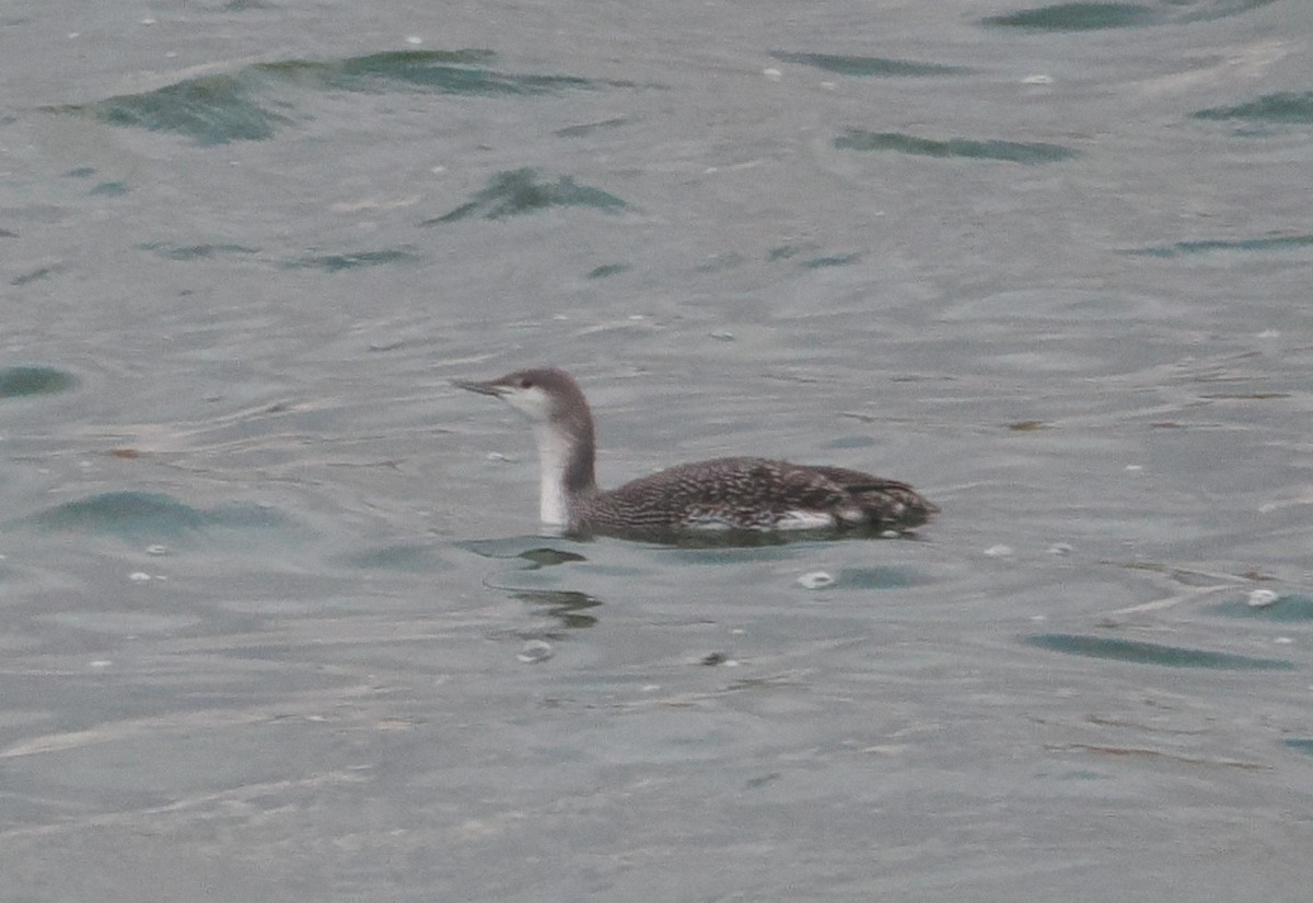 Red-throated Loon - ML613789526