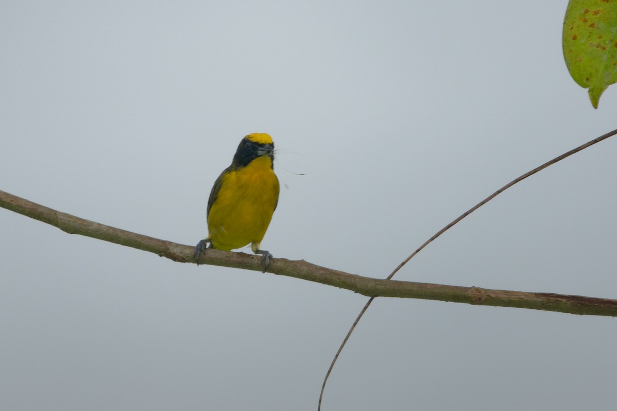 Thick-billed Euphonia (Thick-billed) - ML613789543