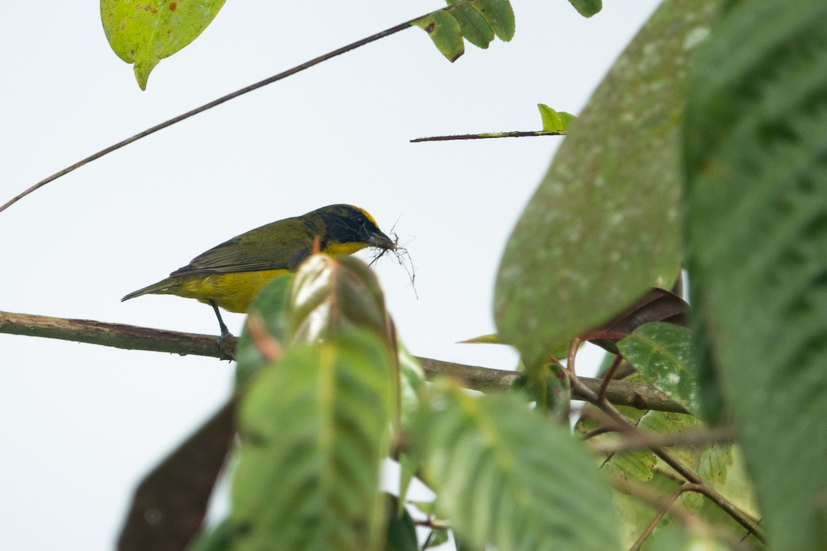 Thick-billed Euphonia (Thick-billed) - ML613789544