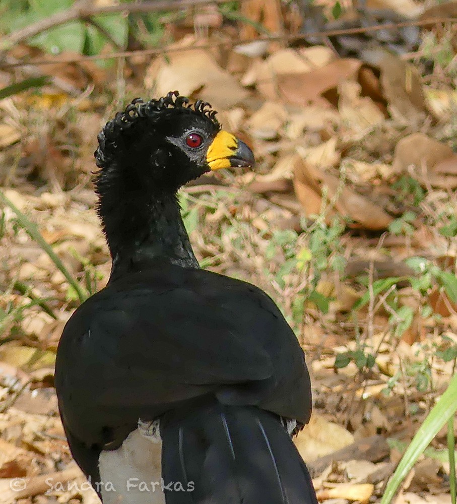 Bare-faced Curassow - ML613789709