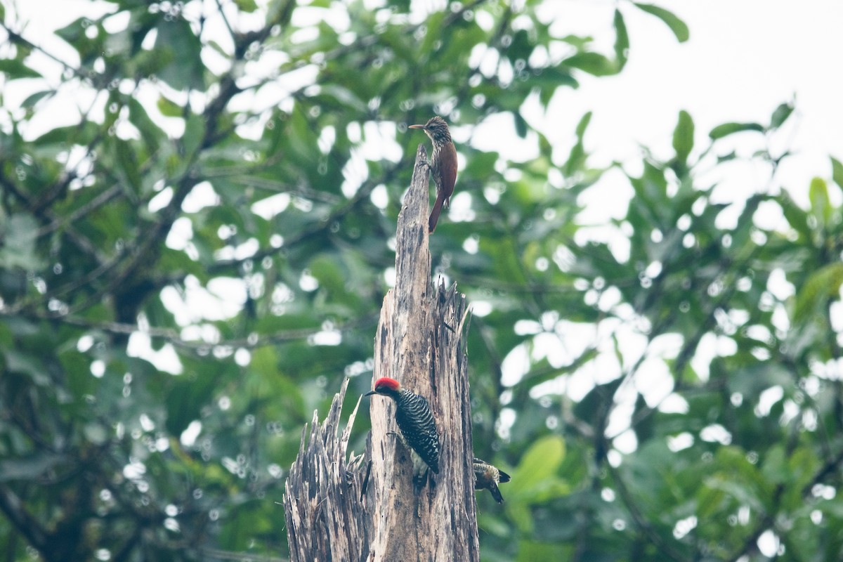 Black-cheeked Woodpecker - ML613789735