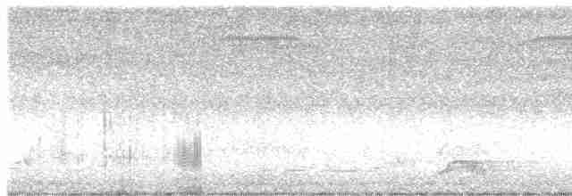 Spotless Crake - ML613789737