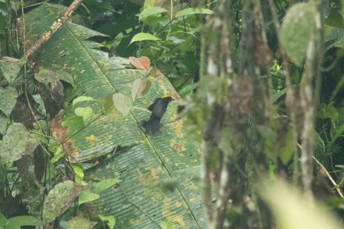 Tawny-crested Tanager - ML613789882