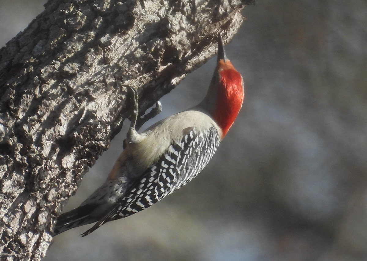 Red-bellied Woodpecker - ML613790261
