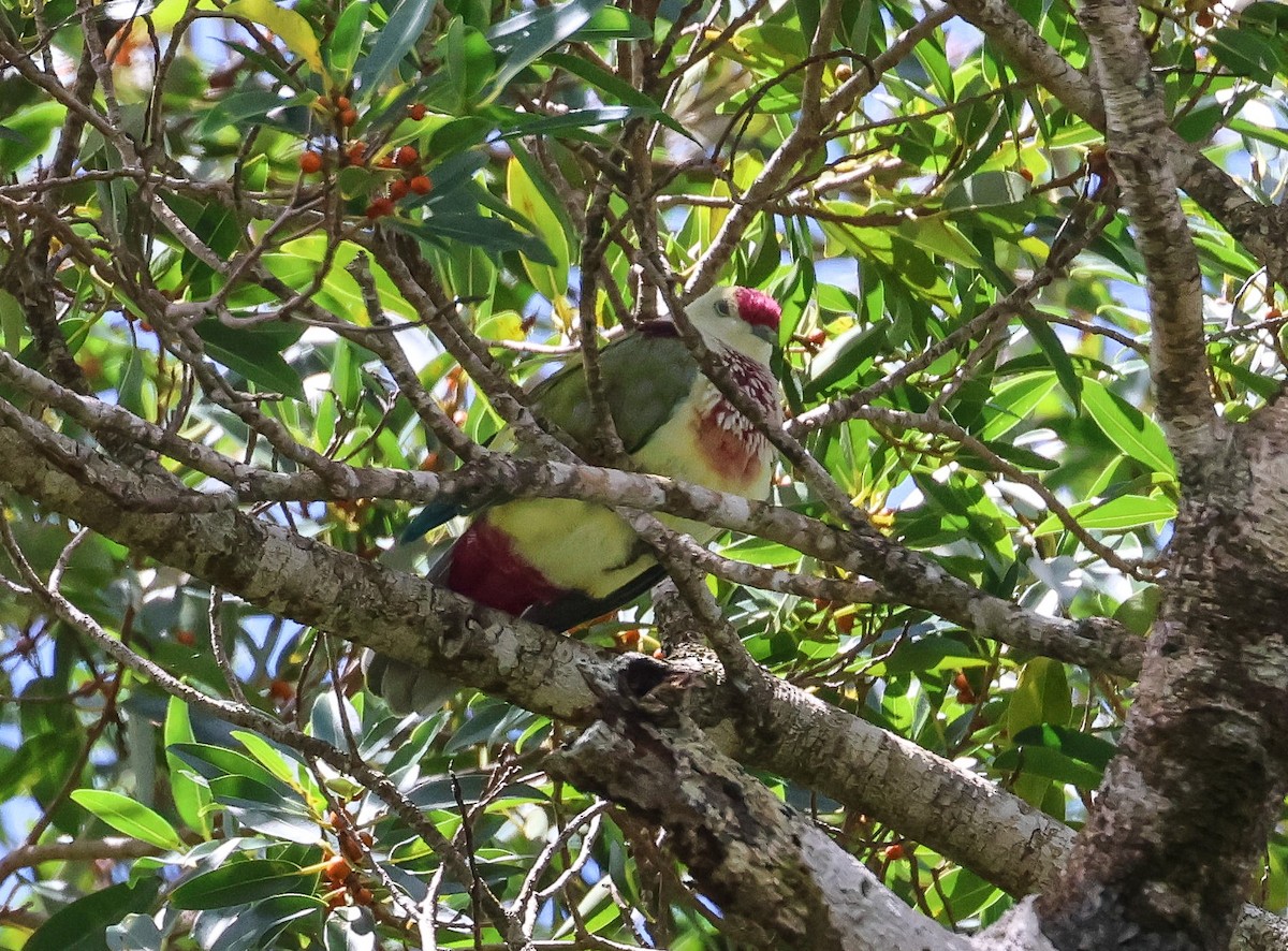 Many-colored Fruit-Dove - ML613790297