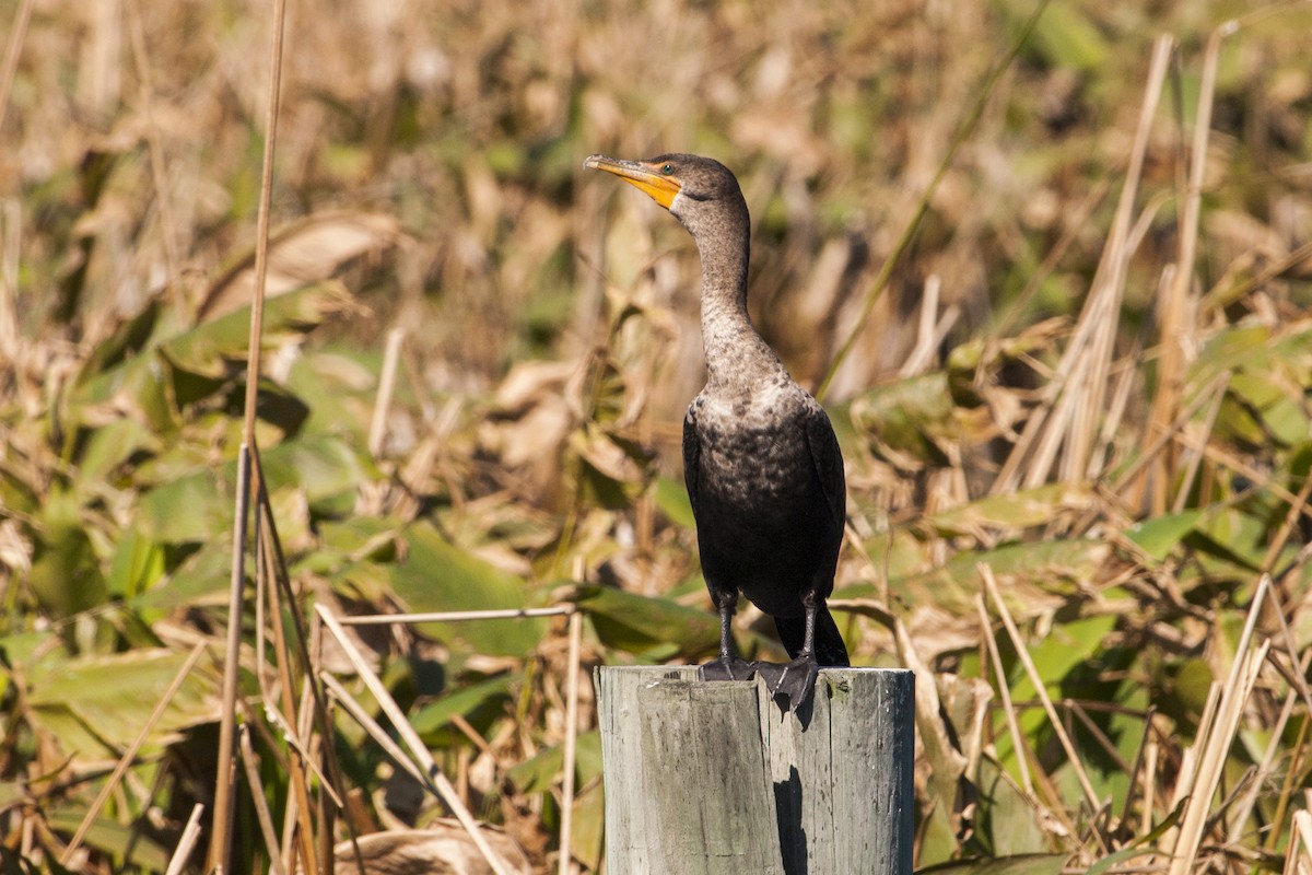 Double-crested Cormorant - Donna Wadsley