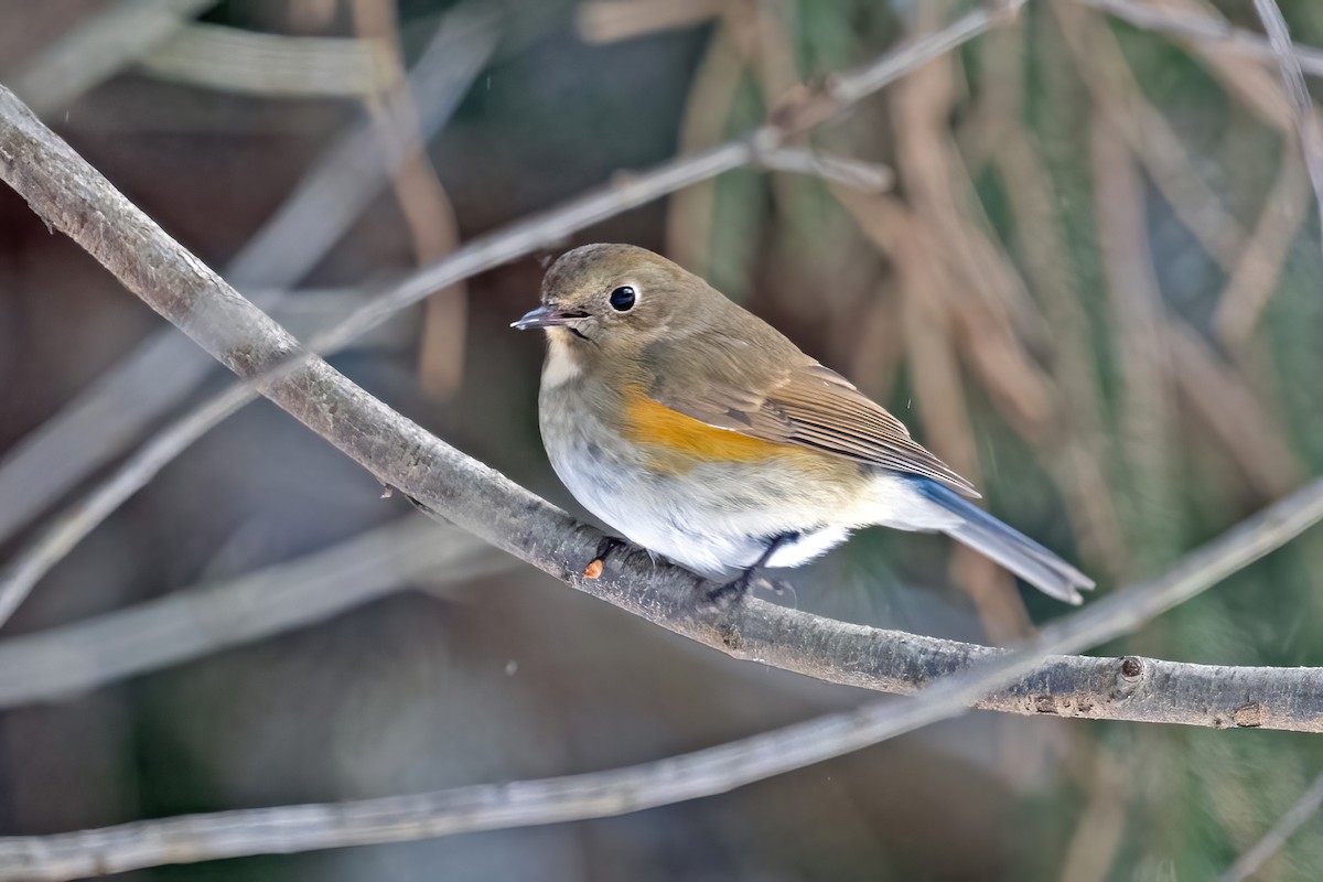 Red-flanked Bluetail - ML613790593