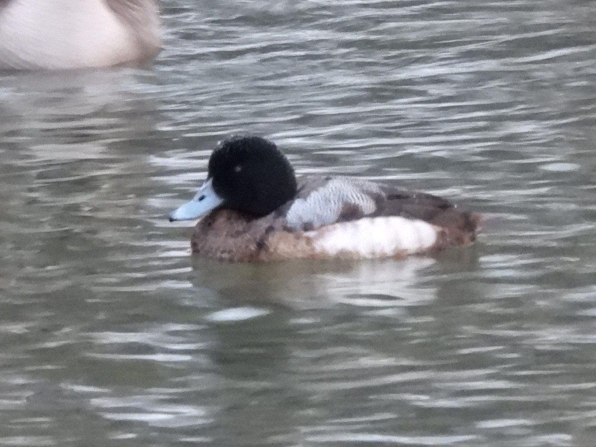 Greater Scaup - ML613790718
