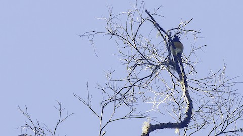 King-of-Saxony Bird-of-Paradise - Pteridophora alberti - Media Search -  Macaulay Library and eBird