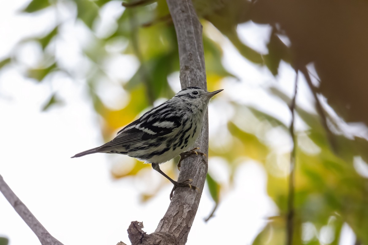 Black-and-white Warbler - ML613790892