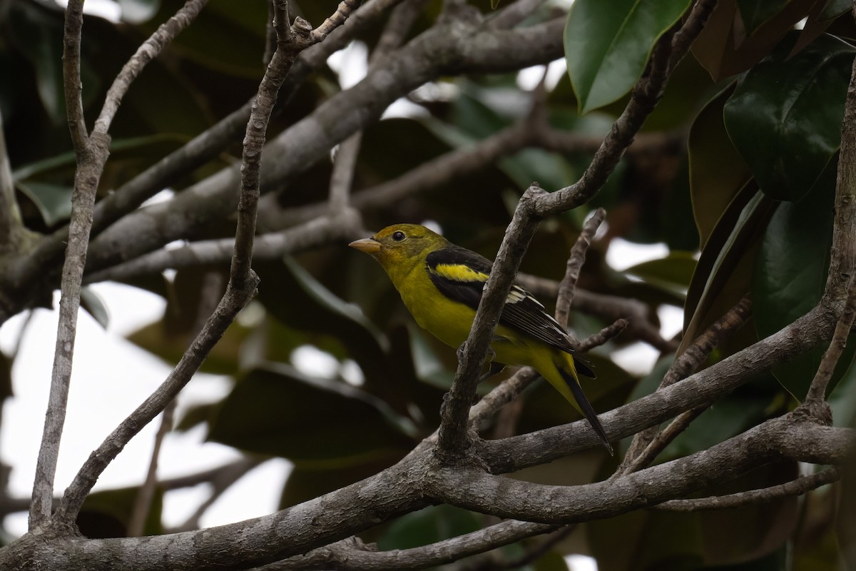Western Tanager - ML613790972