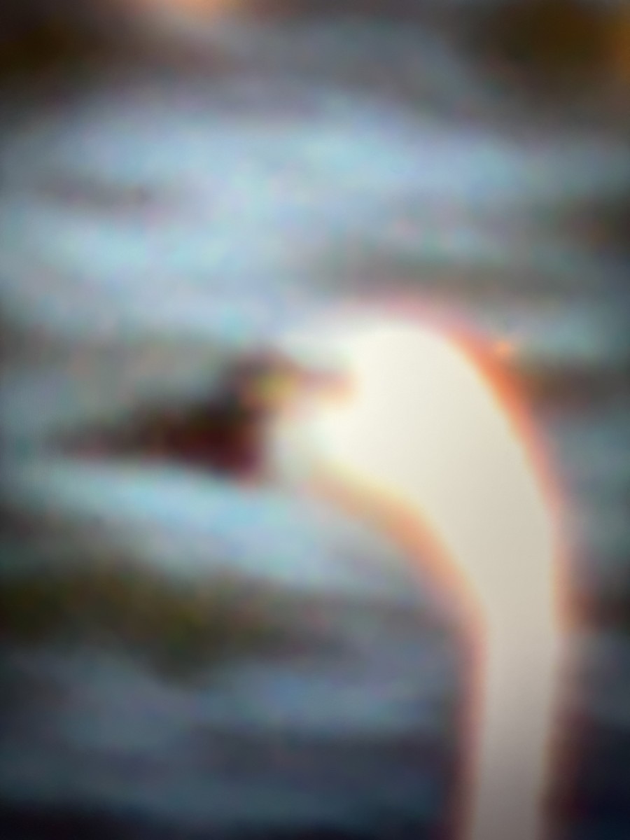 小天鵝 - ML613791063