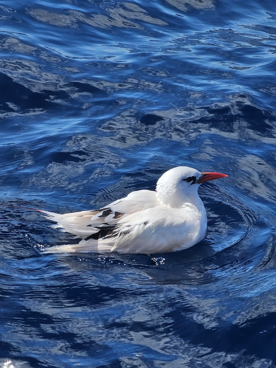 Red-tailed Tropicbird - ML613791161
