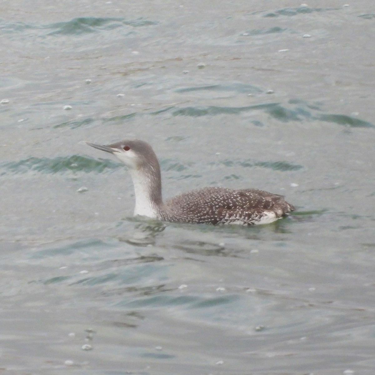 Red-throated Loon - ML613791202