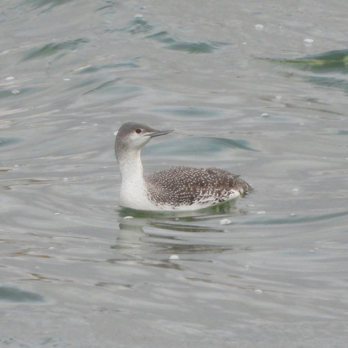 Red-throated Loon - ML613791203