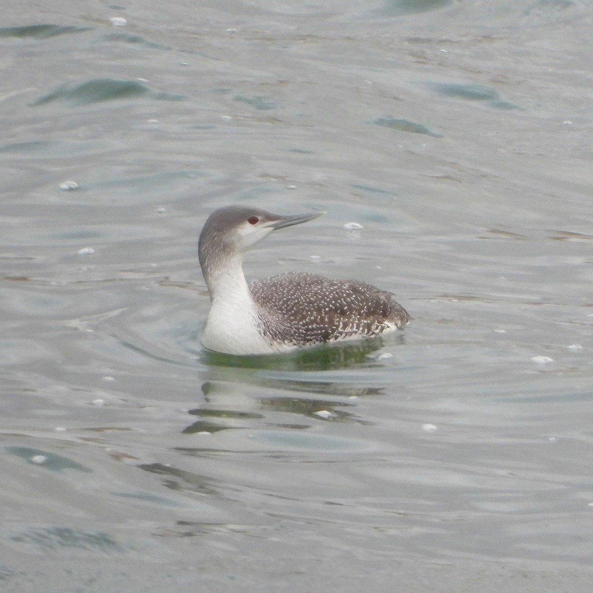 Red-throated Loon - ML613791204