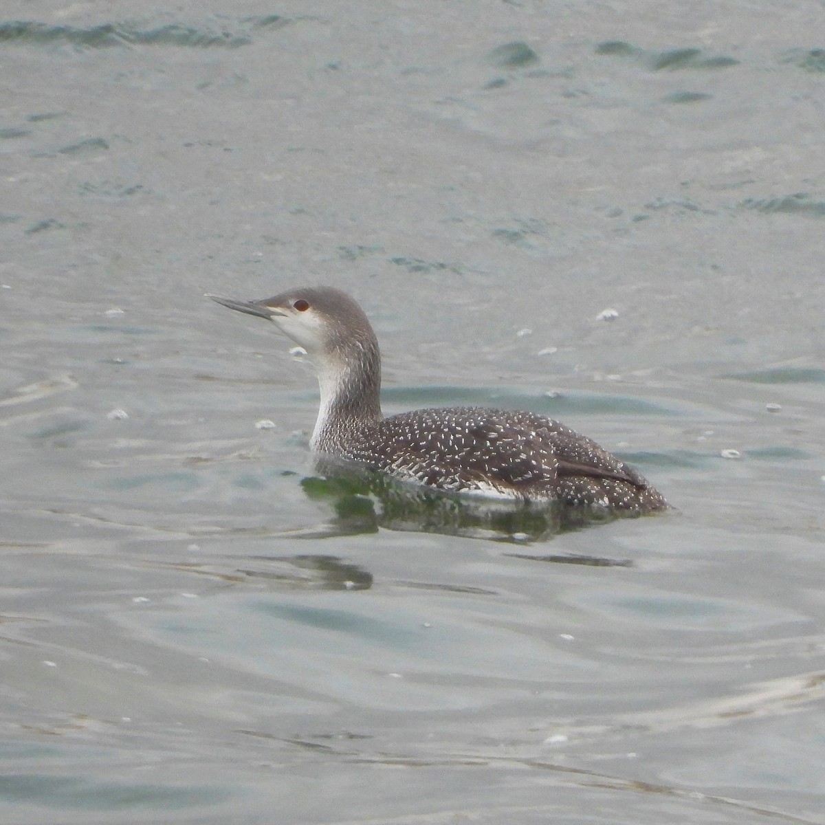 Red-throated Loon - ML613791205