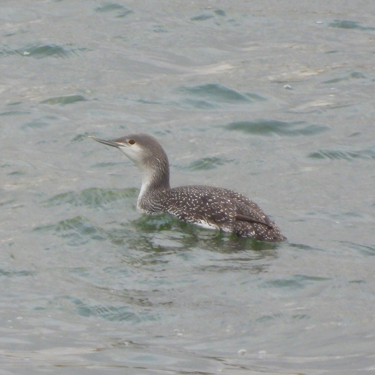 Red-throated Loon - ML613791207
