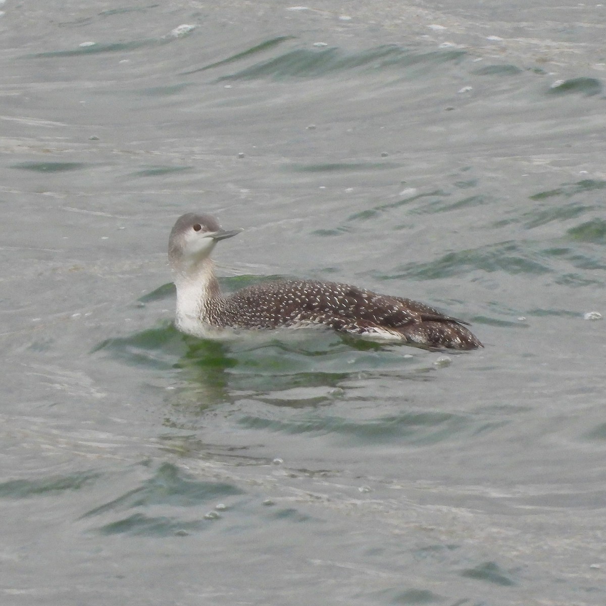 Red-throated Loon - ML613791208