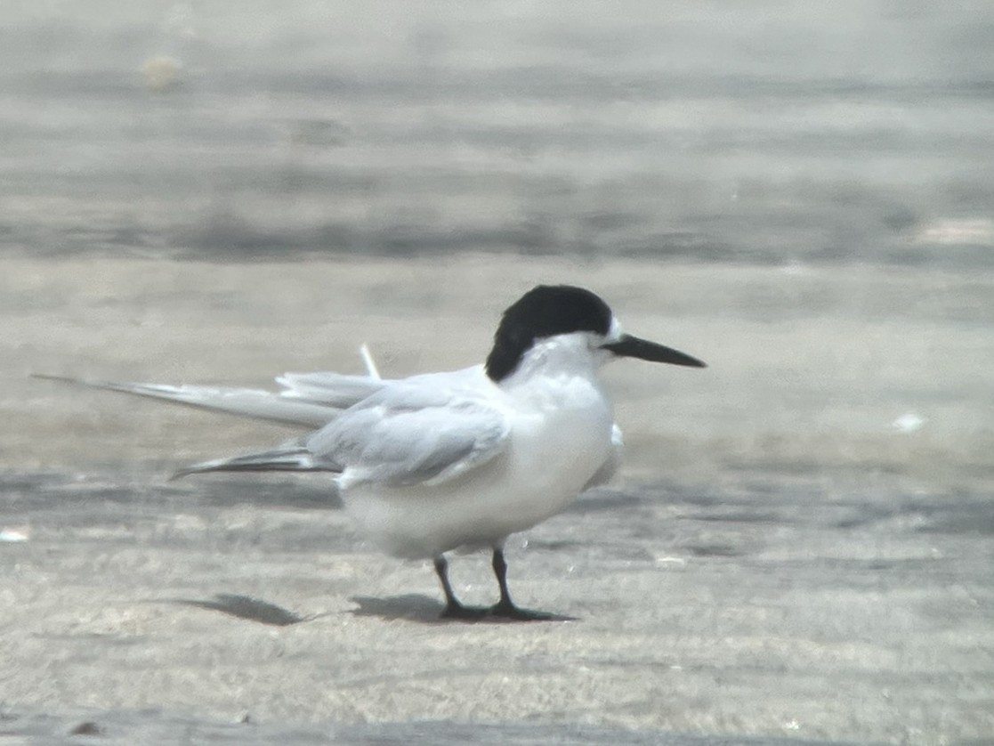 White-fronted Tern - ML613791224