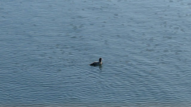 Greater/Lesser Scaup - ML613791538