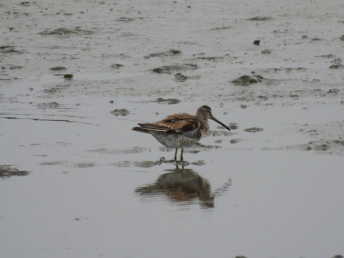 Short-billed/Long-billed Dowitcher - patricia kuzma sell