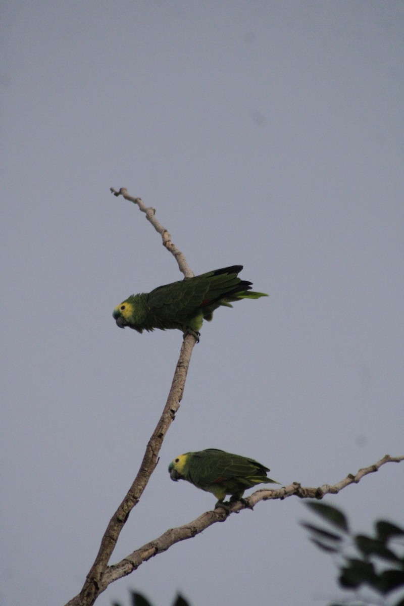Turquoise-fronted Parrot - ML613791581