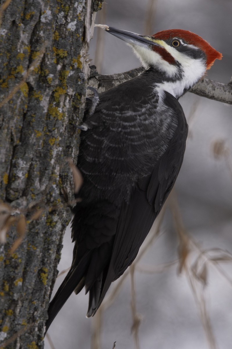 Pileated Woodpecker - ML613791710