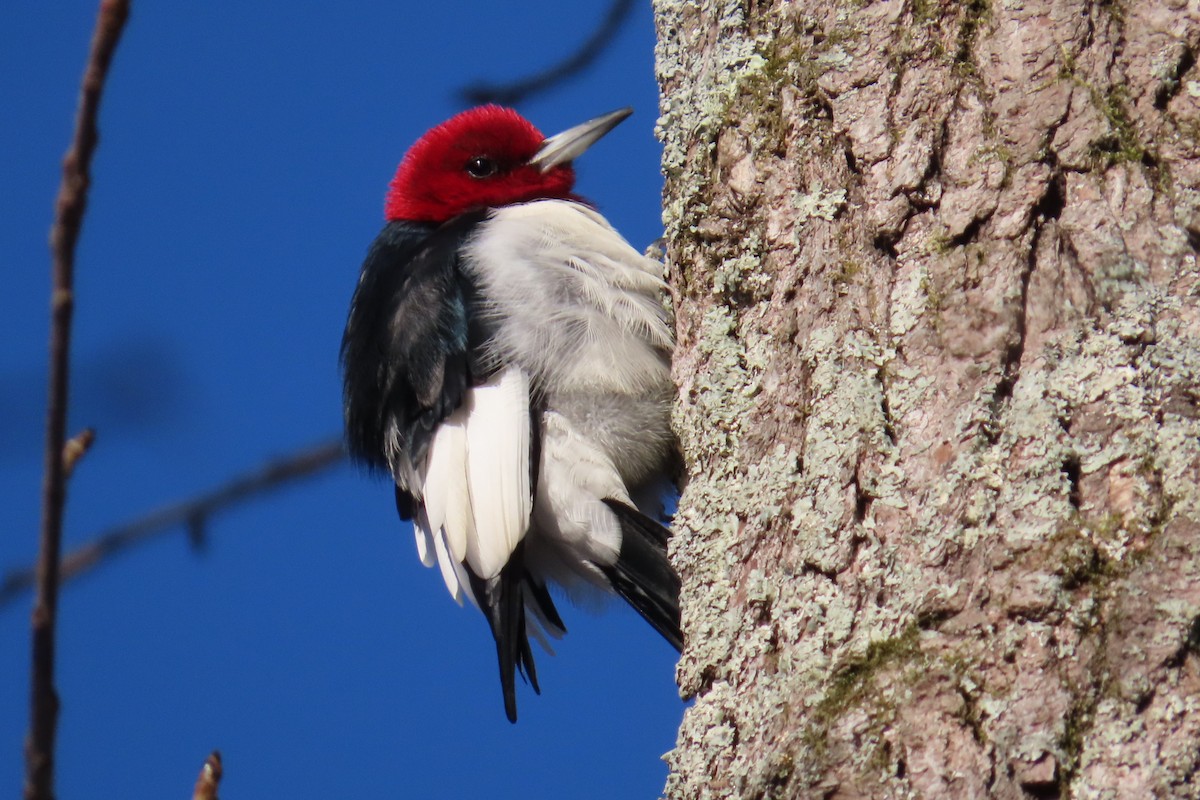 Red-headed Woodpecker - ML613792039