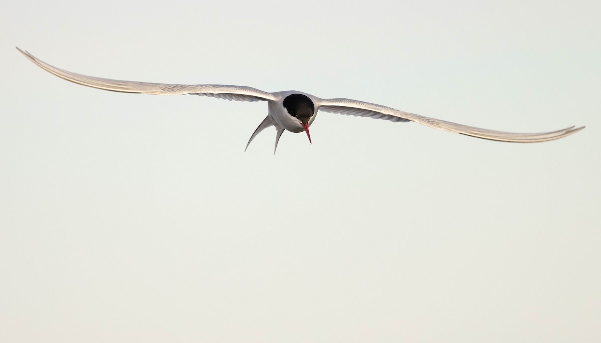 Arctic Tern - Doug Gochfeld
