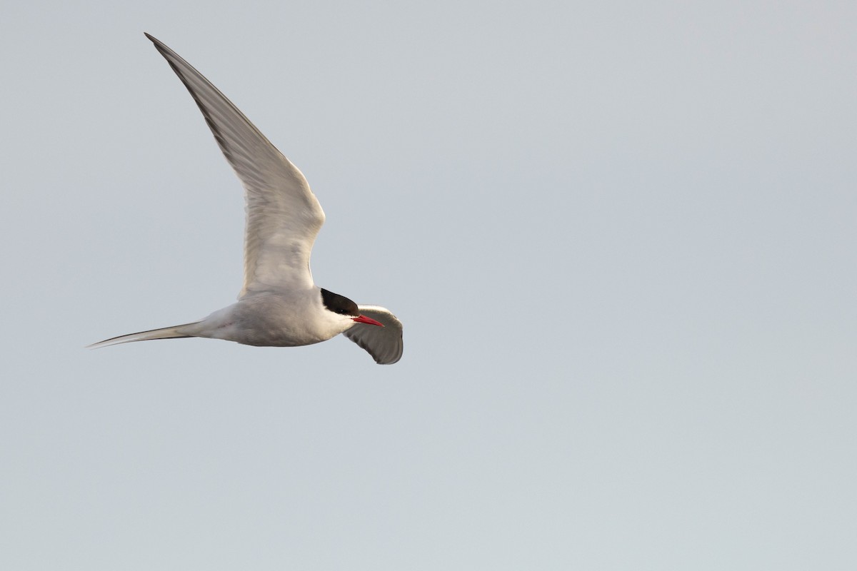 Arctic Tern - ML613792093