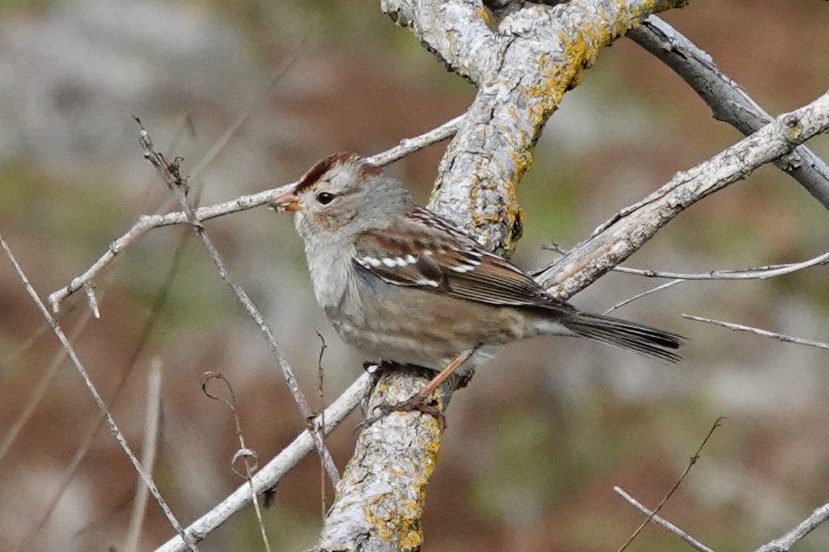 White-crowned Sparrow - ML613792183