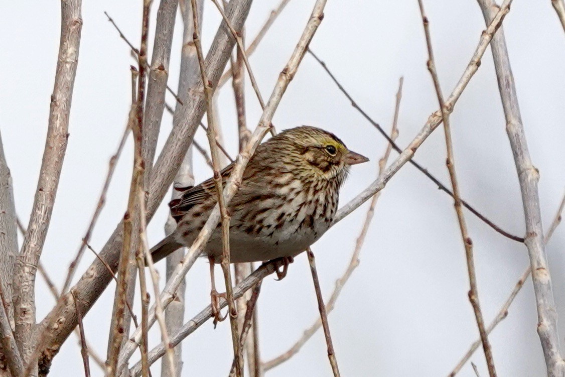 Savannah Sparrow - ML613792198