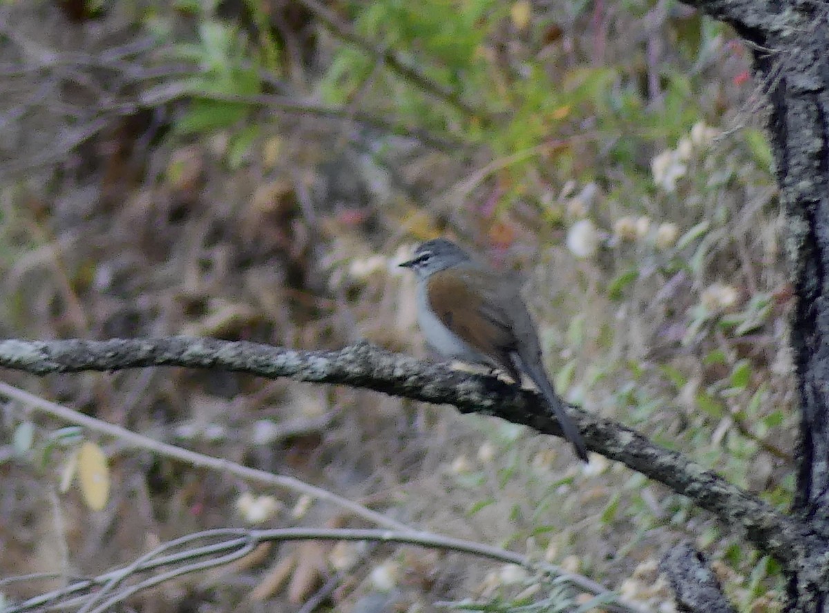 Brown-backed Solitaire - ML613792220