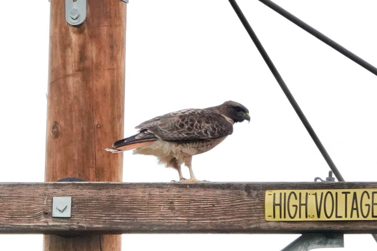Red-tailed Hawk - ML613792222