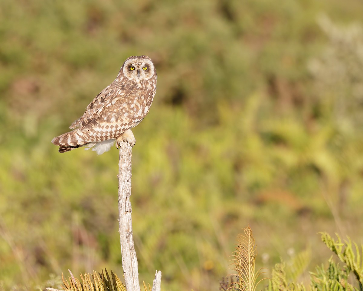 Short-eared Owl - ML613792242
