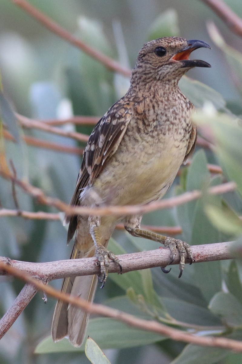 Spotted Bowerbird - Dave O'Connor