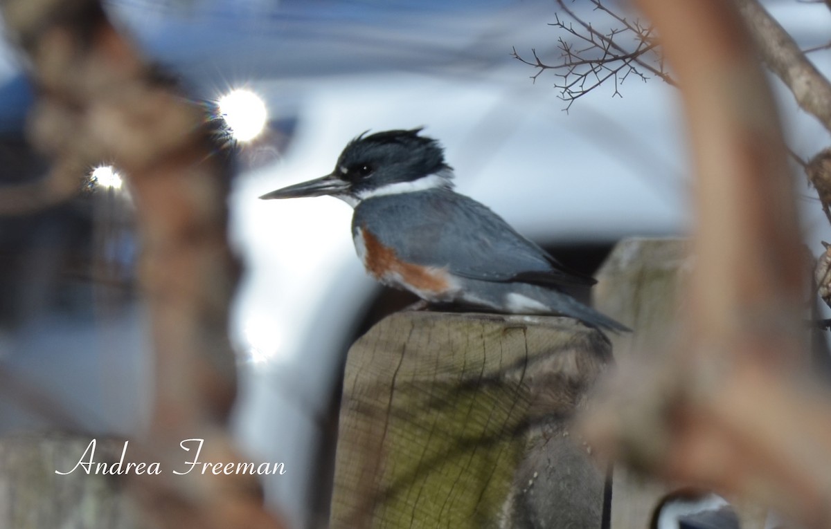 Belted Kingfisher - ML613792357