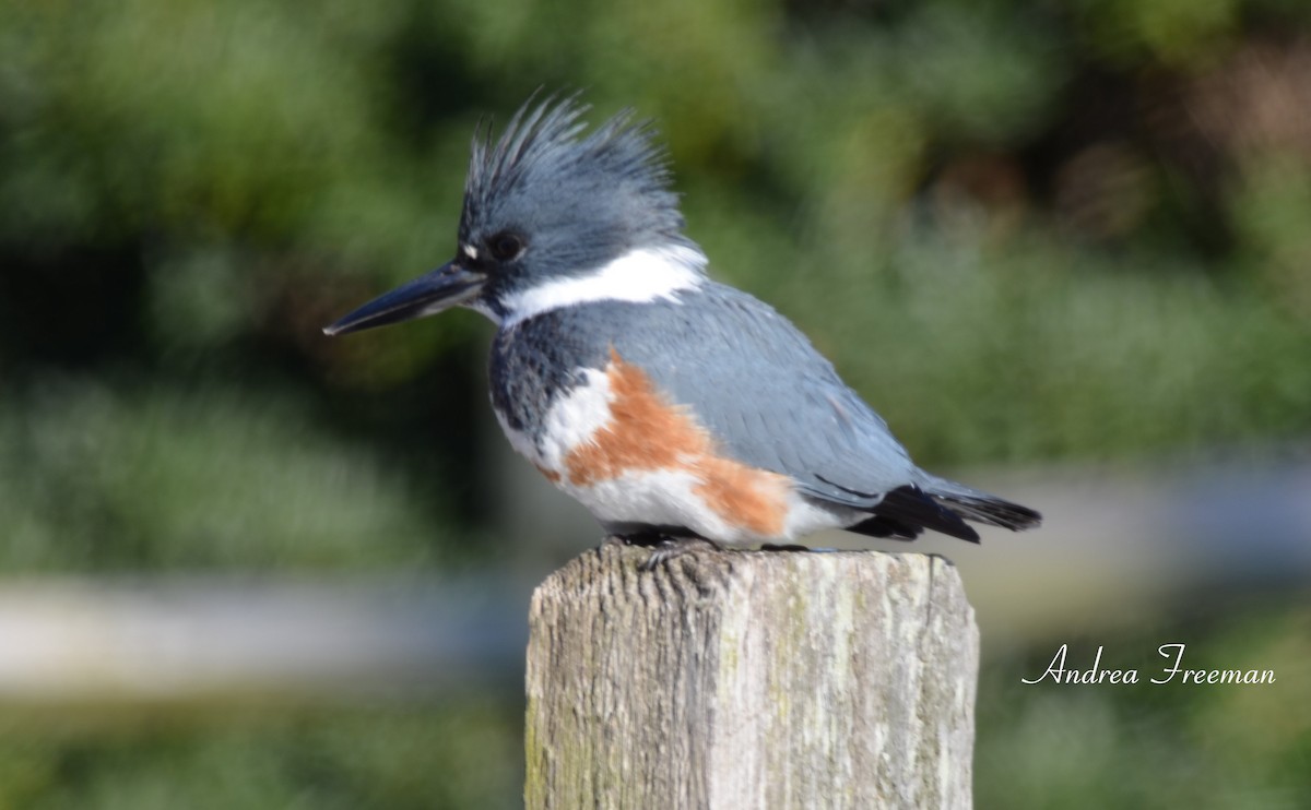 Belted Kingfisher - ML613792358