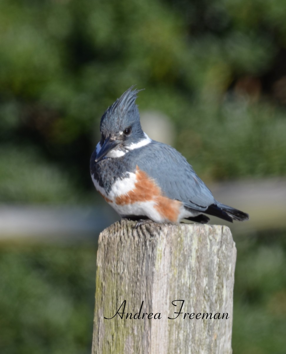 Belted Kingfisher - ML613792359