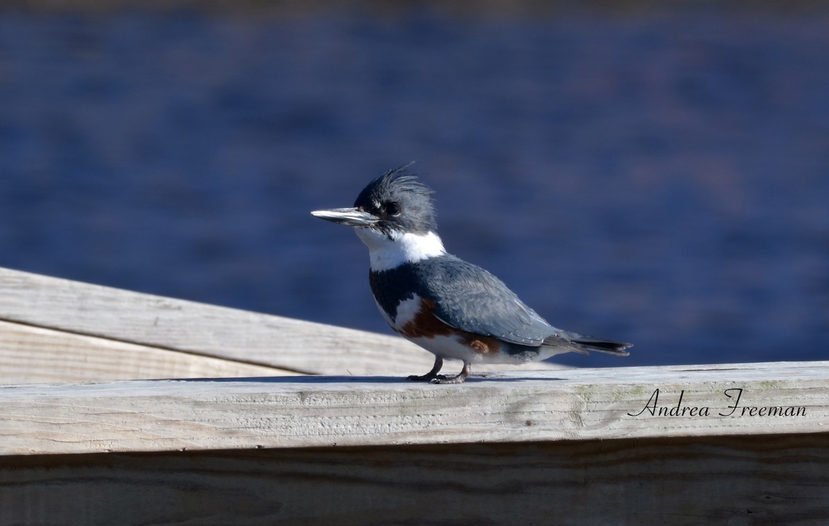 Belted Kingfisher - ML613792360