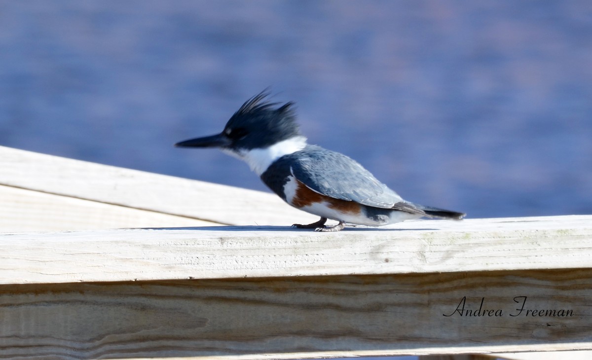 Belted Kingfisher - ML613792361