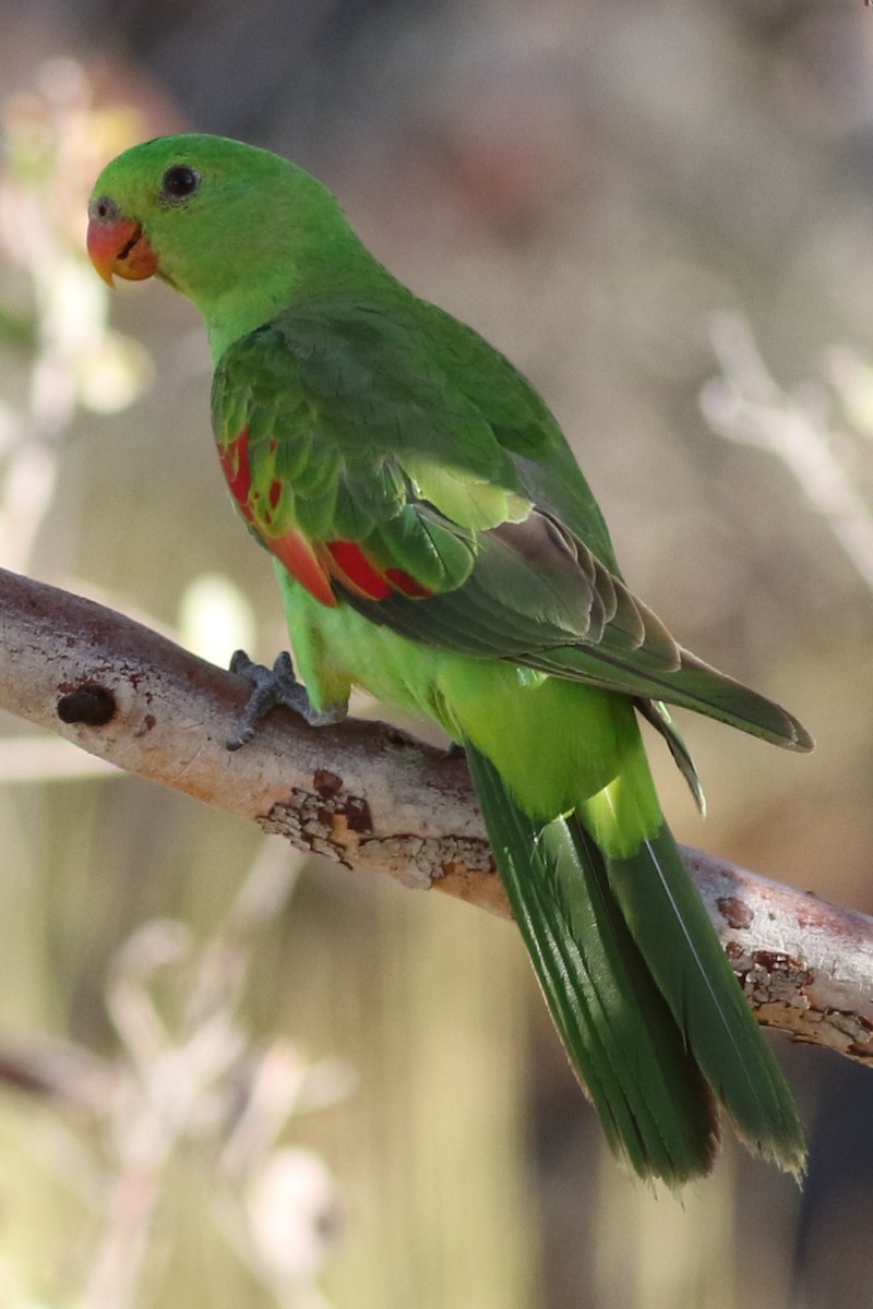 Red-winged Parrot - ML613792574