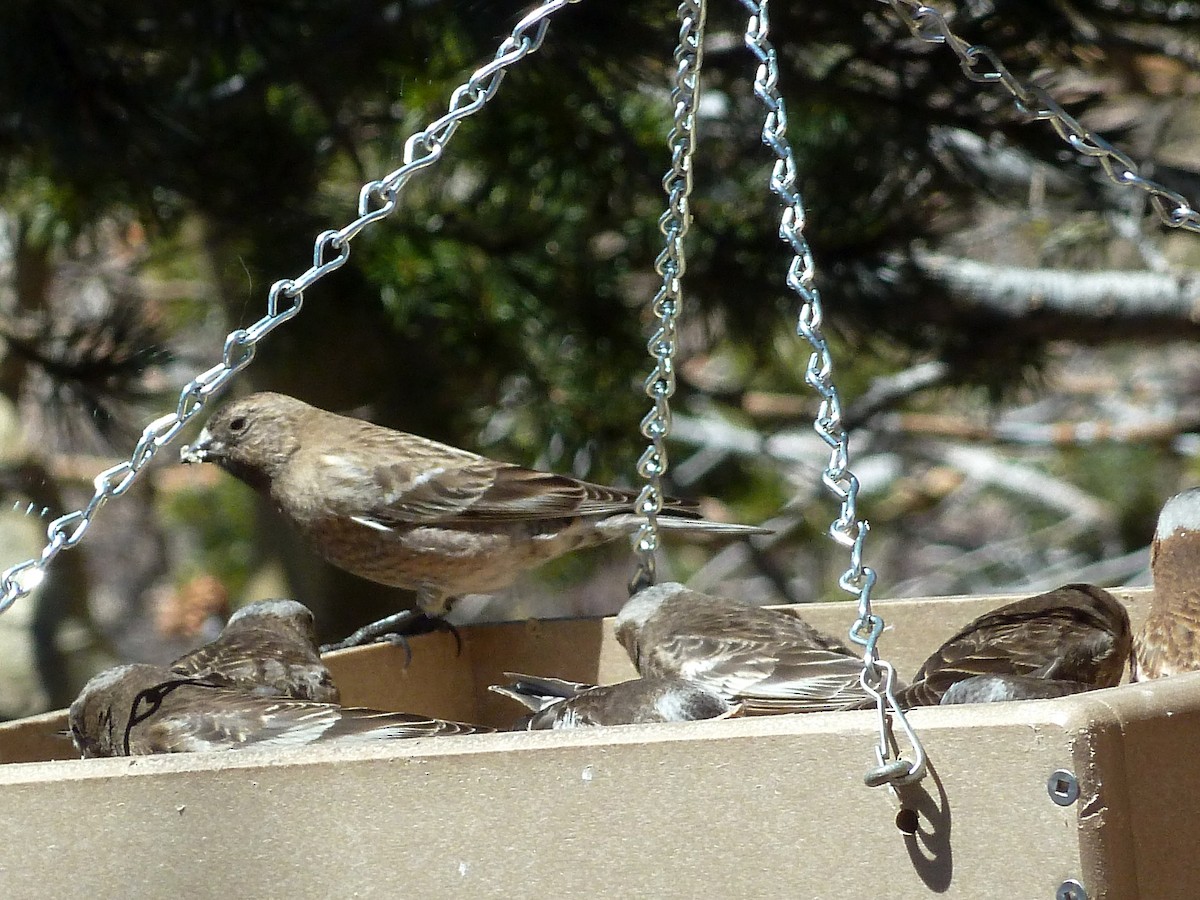 Brown-capped Rosy-Finch - ML613792662