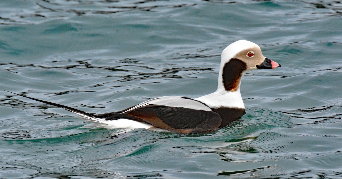 Long-tailed Duck - ML613792670