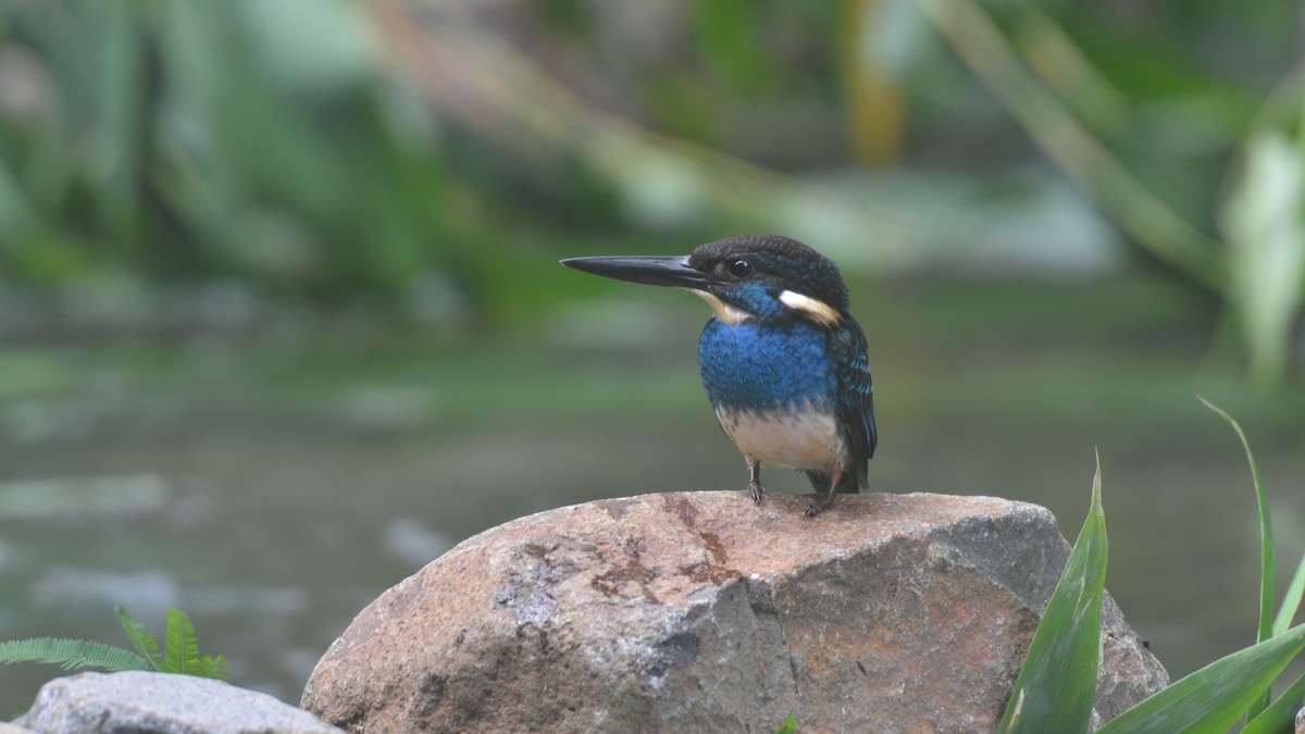 Javan Blue-banded Kingfisher - ML613792766